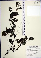 光果龍葵藏品圖，第1張