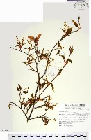 尖葉槭藏品圖，第1張