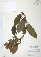 台灣山桂花藏品圖，第1張