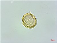 臺灣土防己藏品圖，第2張