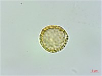 臺灣土防己藏品圖，第3張