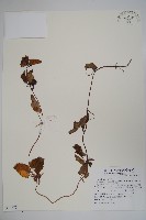 金錢豹藏品圖，第1張