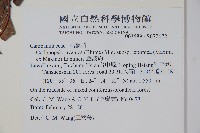 金錢豹藏品圖，第2張