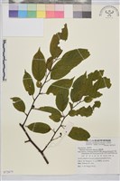 桶鉤藤藏品圖，第1張