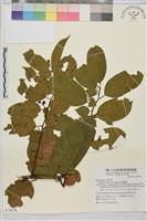 桶鉤藤藏品圖，第1張