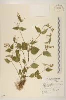 粗毛小米菊藏品圖，第1張