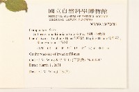 粗毛小米菊藏品圖，第2張