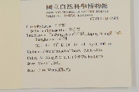 雀舌草藏品圖，第2張