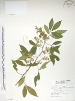 飛龍掌血藏品圖，第1張