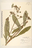 苦苣菜藏品圖，第1張