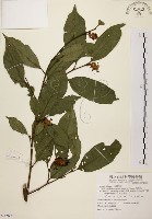 秀柱花藏品圖，第1張