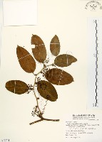 糙莖菝契、疣枝菝契藏品圖，第1張