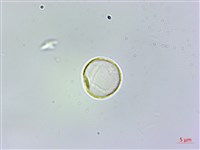 冷清草藏品圖，第1張