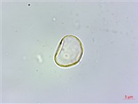 冷清草藏品圖，第2張