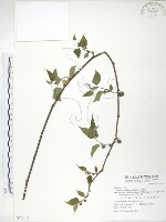 小構樹藏品圖，第1張