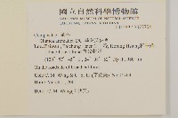 薄葉艾納香藏品圖，第2張