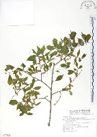 櫸、雞油藏品圖，第1張