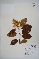 厚殼樹藏品圖，第1張