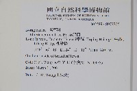 厚殼樹藏品圖，第2張