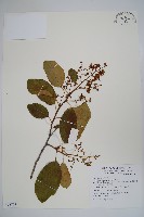 厚殼樹藏品圖，第1張