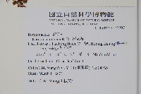 厚殼樹藏品圖，第2張