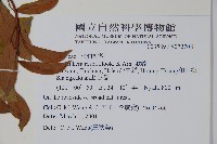 酸藤藏品圖，第2張