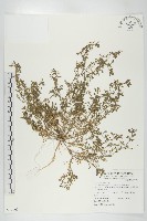 臭濱芥、臭薺藏品圖，第1張