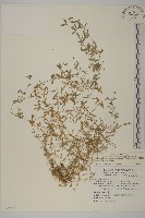 天蓬草藏品圖，第1張