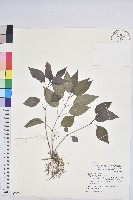 山靛藏品圖，第1張