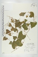 黑果馬交兒藏品圖，第1張