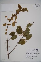 呂宋莢迷藏品圖，第1張