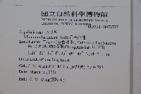 呂宋莢迷藏品圖，第2張