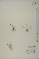 瓜槌草、漆姑草藏品圖，第1張