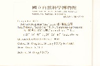 翅果假吐金菊藏品圖，第2張