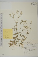 球序卷耳藏品圖，第1張