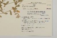 球序卷耳藏品圖，第2張