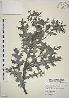 薊罌粟藏品圖，第1張