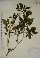 燈籠草藏品圖，第1張