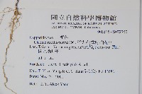 平伏莖白花菜、成功白花菜藏品圖，第2張