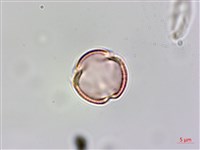 平伏莖白花菜、成功白花菜藏品圖，第2張