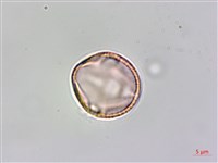 平伏莖白花菜、成功白花菜藏品圖，第3張