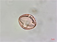 平伏莖白花菜、成功白花菜藏品圖，第4張