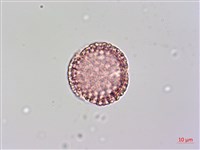 日本女貞、琉球女貞藏品圖，第1張