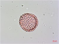 日本女貞、琉球女貞藏品圖，第2張