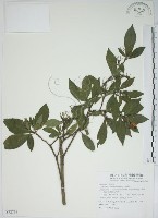 山黃梔藏品圖，第1張