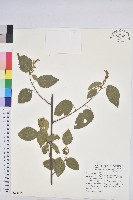 扛香藤藏品圖，第1張