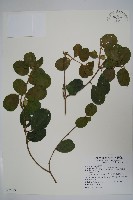 武靴藤藏品圖，第1張