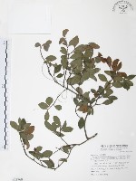 小葉赤楠藏品圖，第1張