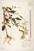 一枝香藏品圖，第1張