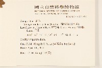 線球菊、田基黃藏品圖，第2張